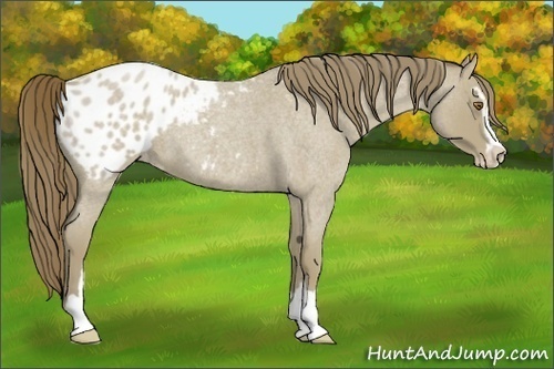 Horse Color:Classic Cream Champagne Roan Sabino Blanket 