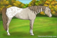 Horse Color:Classic Cream Champagne Roan Sabino Appaloosa