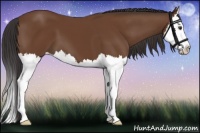 Horse Color:Bay Splash 