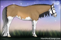 Horse Color:Bay Dun Splash 