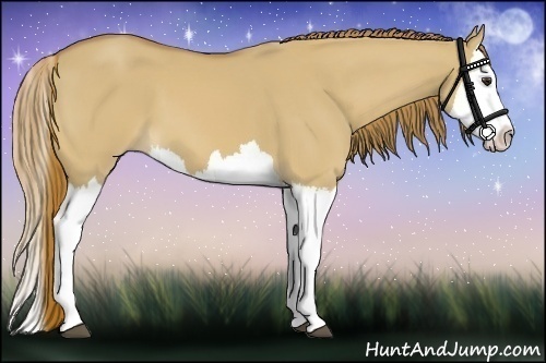 Horse Color:Red Dun Splash 