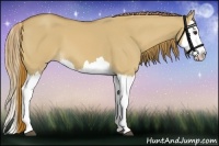 Horse Color:Red Dun Splash 