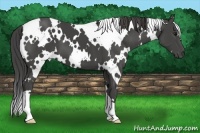 Horse Color:White Spotted Smoky Black