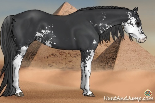 Horse Color:Black Sabino