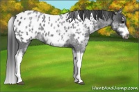 Horse Color:White Spotted Blue Roan Splash Frame Appaloosa 