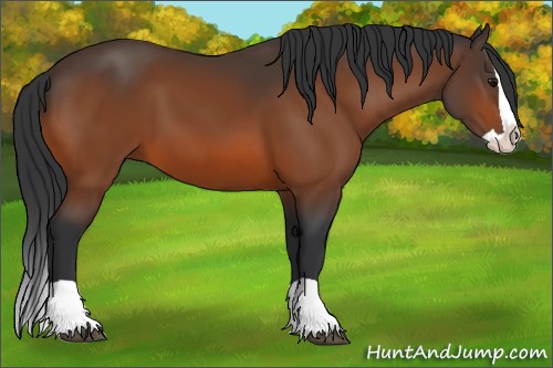 Horse Color:Bay Splash 