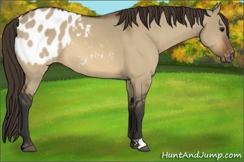 Horse Color:Bay Dun Appaloosa 