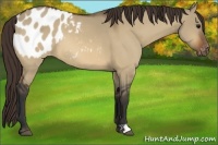 Horse Color:Bay Dun Appaloosa 