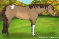 Horse Color:Bay Dun Appaloosa 