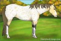 Horse Color:Buckskin Roan Blanket 
