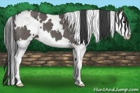 Horse Color:White Spotted Grullo Splash 