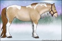 Horse Color:Buckskin Pearl Tobiano