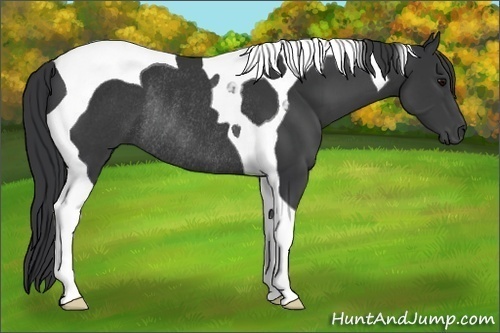 Horse Color:Black Tobiano Rabicano