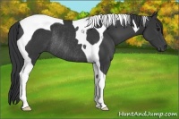 Horse Color:Black Tobiano Rabicano