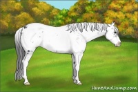 Horse Color:Black Sabino Appaloosa