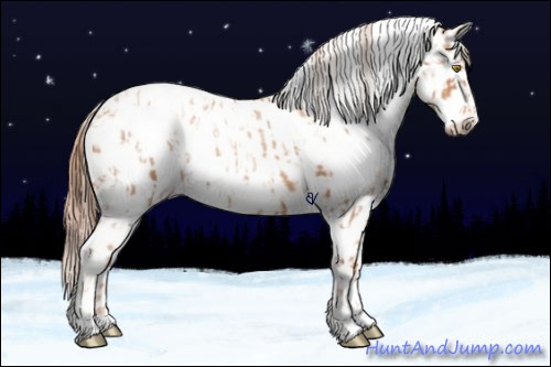 Horse Color:Gold Champagne Appaloosa  and Gold Champagne Appaloosa 