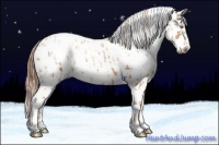 Horse Color:Gold Champagne Appaloosa  and Gold Champagne Appaloosa 