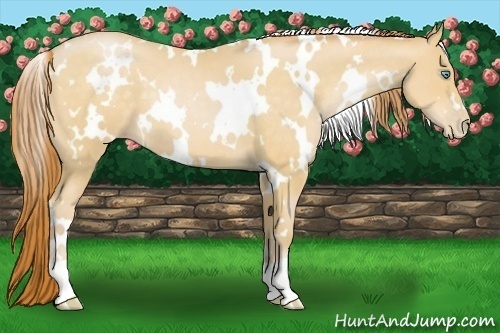 Horse Color:White Spotted Buckskin Pearl 