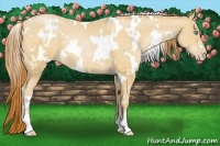 Horse Color:White Spotted Buckskin Pearl 