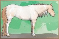 Horse Color:White Spotted Buckskin Pearl Sabino Varnish 