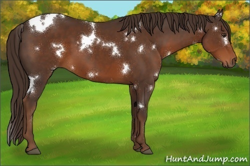 Horse Color:White Spotted Liver Chestnut 