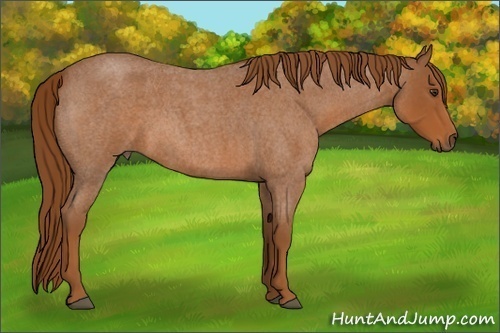 Horse Color:Red Roan