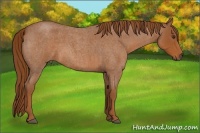 Horse Color:Red Roan