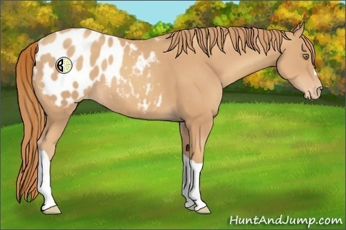 Horse Color:Gold Champagne Appaloosa