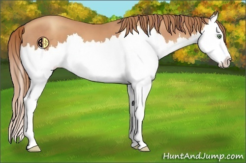 Horse Color:Gold Champagne Sabino Splash 