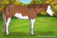 Horse Color:Chestnut Splash