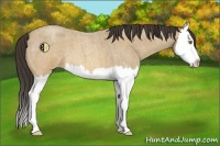 Horse Color:Sable Champagne Roan Splash 