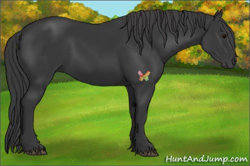 Horse Color:Black 
