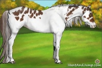 Horse Color:Bay Tobiano Leopard  and White Spotted Amber Champagne Leopard 
