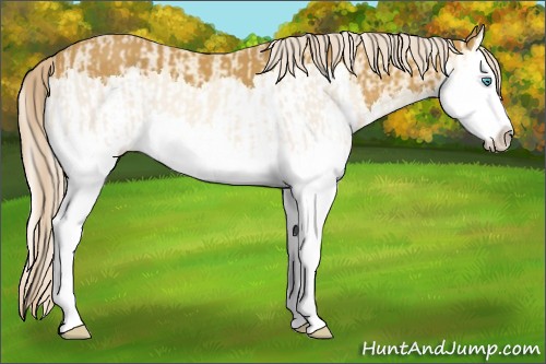 Horse Color:Cremello Splash  and Palomino Splash 
