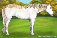 Horse Color:Cremello Splash and Palomino Splash