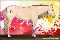 Horse Color:Watercolor Amber Cream Champagne Dun Appaloosa 
