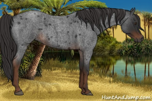 Horse Color:Gray Liver Red Roan 