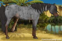 Horse Color:Gray Liver Red Roan 