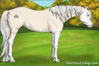 Horse Color:Cremello Splash  and Cremello Splash 