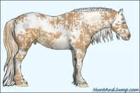 Horse Color:Buckskin Pearl Splash Tobiano and Chestnut Splash Tobiano