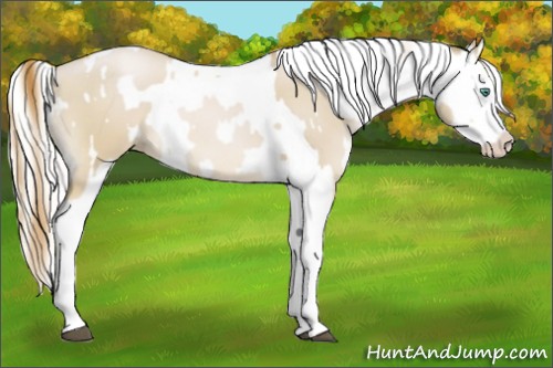Horse Color:Smoky Black Pearl Splash and Cremello Splash Appaloosa