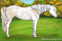 Horse Color:Smoky Black Pearl Splash and Cremello Splash Appaloosa