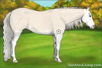 Horse Color:Cremello Splash  and Cremello Splash 