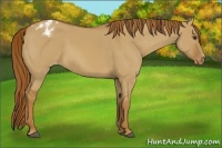 Horse Color:Red Dun Appaloosa 