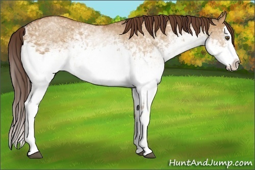 Horse Color:White Spotted Bay Dun Splash Appaloosa 