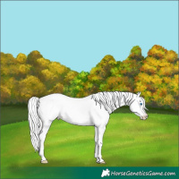 Horse Color:White Spotted Gold Cream Champagne Pearl Dun Mushroom Splash Appaloosa  and White Spotted Cremello Splash 