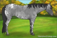 Horse Color:Blue Ice Roan Appaloosa 
