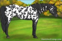 Horse Color:Black Appaloosa