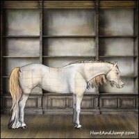 Horse Color:Plaid Buckskin Roan Pearl Tobiano and Plaid Buckskin Roan Pearl Tobiano