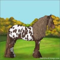 Horse Color:White Spotted Liver Chestnut Appaloosa 